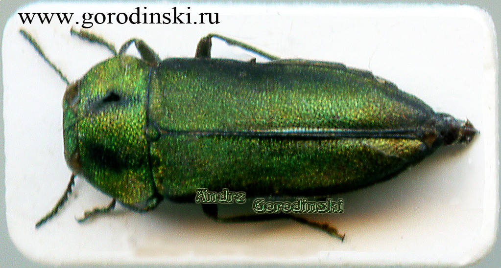 http://www.gorodinski.ru/buprestidae/Anthaxia huashanica.jpg